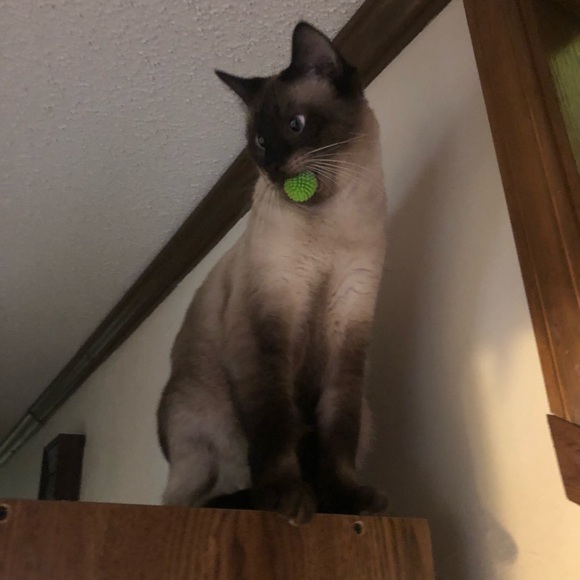 Meet your Posher, Sav - Picture 2 of 5